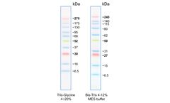 Nippon BlueEasy - Model MWP06 - Prestained Protein Marker