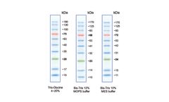 Nippon BlueStar - Model MWP03 - Prestained Protein Marker