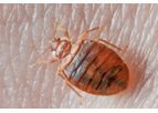 Friends Fumigation Services - Bed Bugs Treatment Services