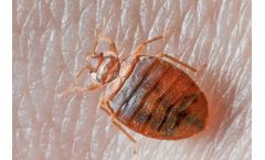 Friends Fumigation Services - Bed Bugs Treatment Services