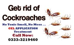 Friends Fumigation Services - Infestation of German Cockroaches in Karachi