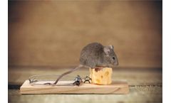 Rodent Control Services