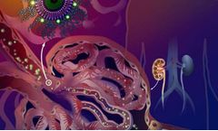 Targeting Kidney Fibrosis