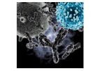 Immune Antibody Library Services