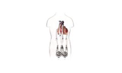 EXCOR - Model Pediatric - Mechanical, Pulsatile Heart Support System