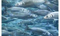 Nitrite & nitrate analysis for RAS aquaculture