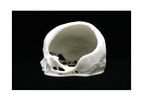 BioModels - Anatomical Model