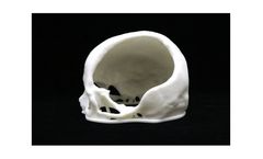 BioModels - Anatomical Model