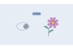 Cataract Surgery: Fixed and Adjustable Lens - Video