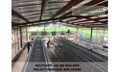 4 Tier A Type Layer Chicken Cage Poultry Farm Project (How to start a poultry farm in Nigeria)- Video