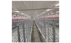 Lighting for Farrowing Shed - Case Study