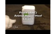 Pruex - Help prevent lameness in dairy cows - Video