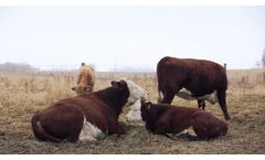 Two-Stage Weaning Calves - Video
