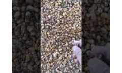 Corn color sorting machine - Video