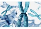 Antibody Discovery Services