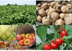 Plant Disease Tests