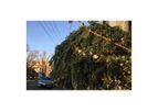 Maintaining Trees and Plants on Your Property Services