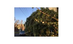 Maintaining Trees and Plants on Your Property Services