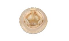 Model Biomitral - Stented Porcine Aortic and Mitral Bioprosthesis