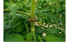 Sera - Plant Body Clips
