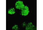 RMS - Model ILC - Cells Kit