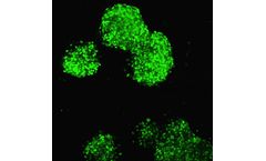 RMS - Model ILC - Cells Kit
