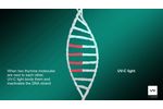 How UV-C light works on DNA/RNA - Video