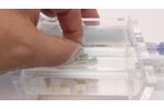 Sonic Pressure Waves from Intravascular Lithotripsy Pass Safely Through Soft Tissue - Video