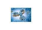 Antibody-Drug Conjugates (ADC)