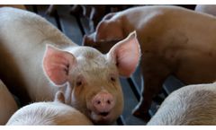 How to treat wastewater in livestock farm?