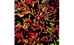 Functional Screen Services