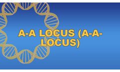 A-A Locus (A-A-Locus)