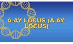 A-Ay Locus (A-Ay-Locus)
