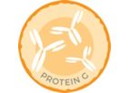 AROTEC - Model ABC04-10 - Anti-Calprotectin IgG - Goat Anti-Human Antibody (Protein G purified) Antibodies