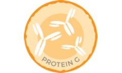AROTEC - Model AMC04 - Anti-Calprotectin - Mouse Monoclonal Antibody