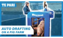 Weighing and Drafting Pigs with Racewell DR3 | Helen Andrews, NZ