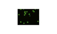 VIRGO - Anti-Neutrophil Cytoplasmic Antibody (C-ANCA) Test System