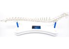 Fusion - Model FI-EDU-S1 - Canine Anatomical Spine Model