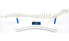 Fusion - Model FI-EDU-S1 - Canine Anatomical Spine Model