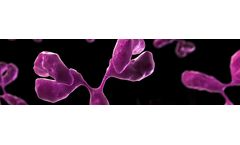 Verax - PGD Technology