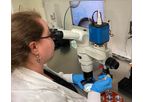 In Vitro Fertilization (IVF) Process