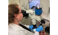 In Vitro Fertilization (IVF) Process