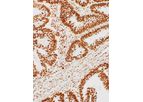 GeneAb - Model IHC500-7 - 5-methylcytosine Antibody