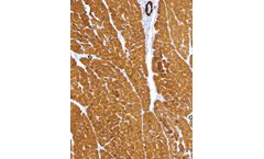 GeneAb - Model IHC505 - Actin, Muscle Specific Antibody