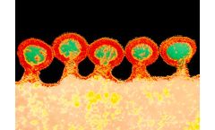 Calder - RSV Vaccine
