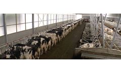 Cow Cubicle