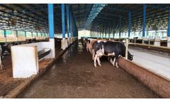 Cow Water Troughs