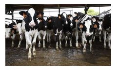 AMS Galaxy - Cow Comfort Brush