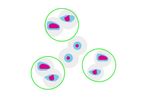 hTERT ICC Assay Test - INOVIQ - Video