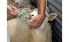 How do I drench sheep, goats or other livestock?